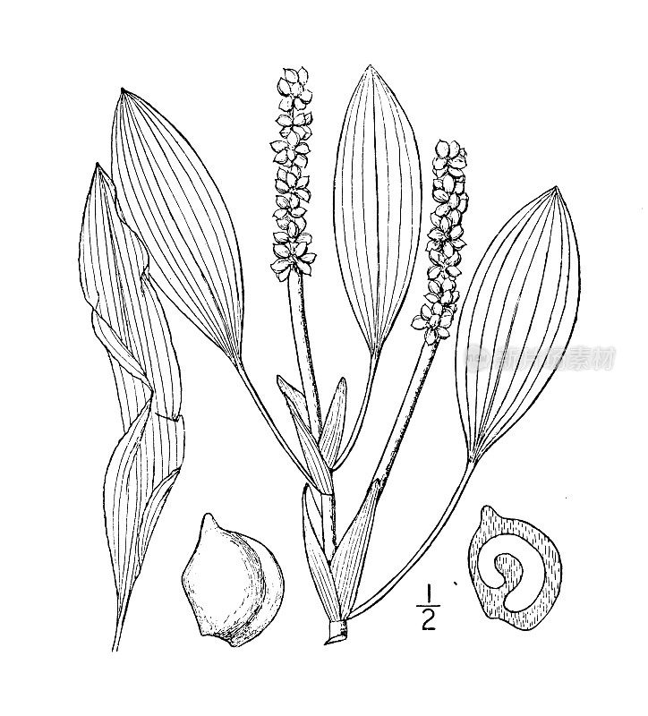 古植物学植物插图:Potamogeton Zizii, Ziz的Pondweed